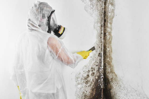 Best Attic Mold Remediation in Upper Montclair, NJ