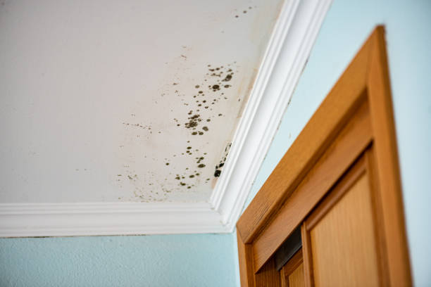 Best Industrial Mold Remediation in Upper Montclair, NJ