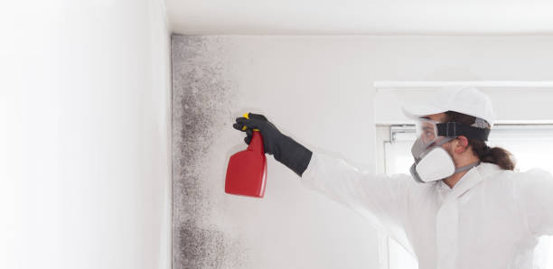 Best Insurance-Related Mold Remediation in Upper Montclair, NJ