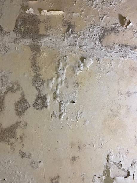 Best Basement Mold Remediation in Upper Montclair, NJ